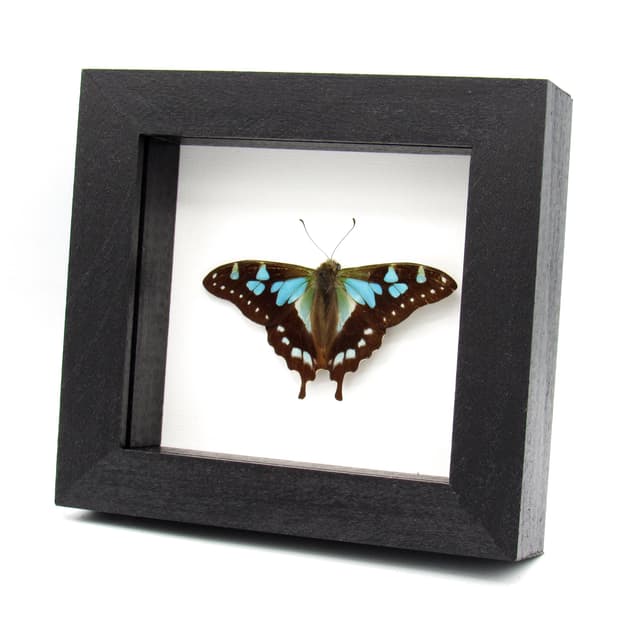 Real blue butterfly framed taxidermy - Graphium stresemanni - Victorian mount