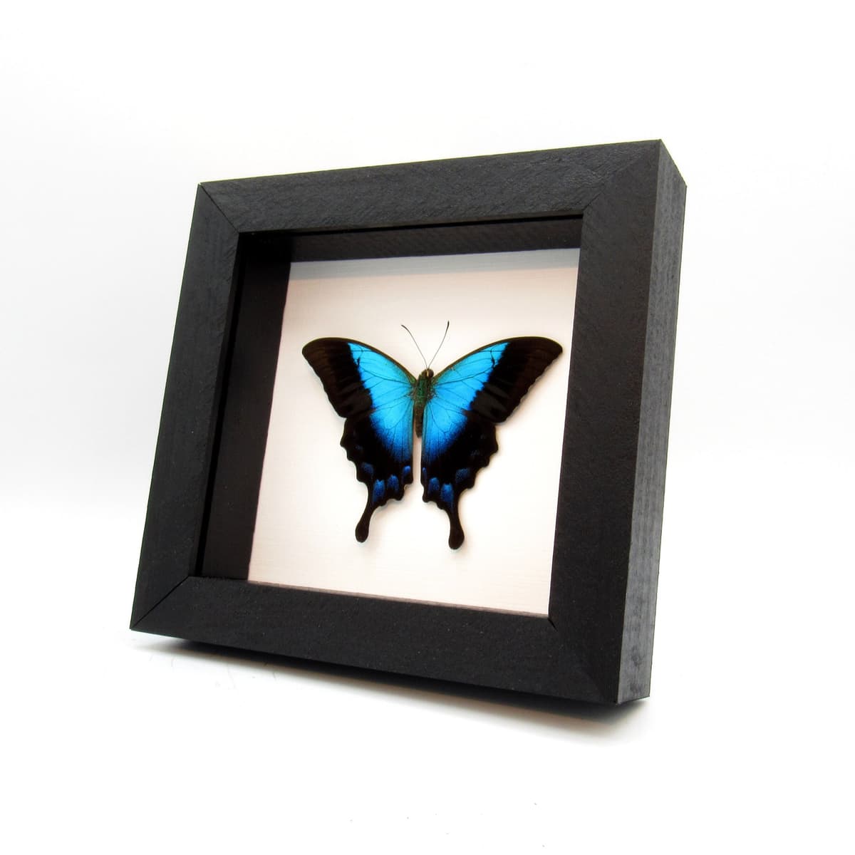 Real framed taxidermy blue Swallowtail butterfly - Papilio pericles - Victorian mount