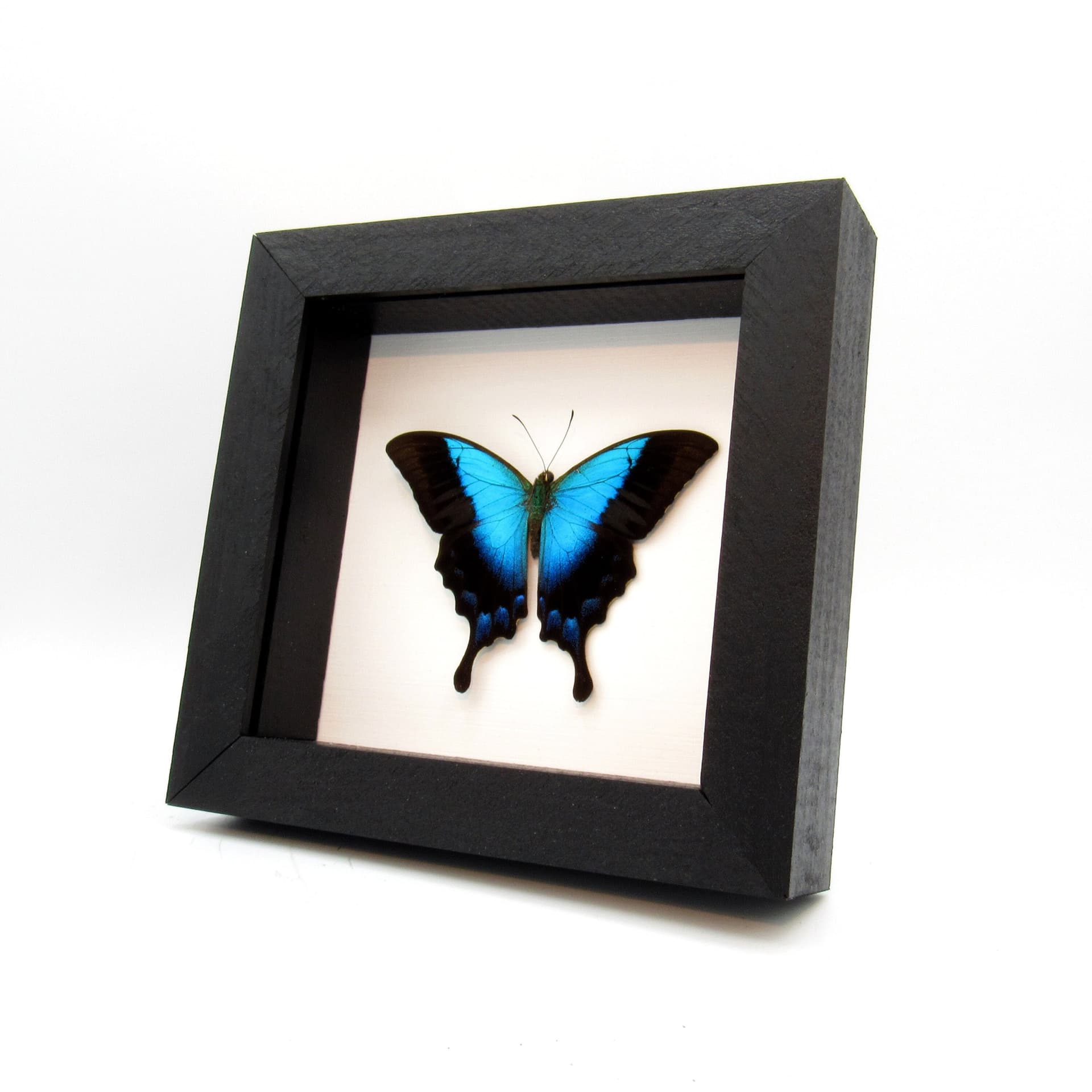 Real framed taxidermy blue Swallowtail butterfly - Papilio pericles - Victorian mount