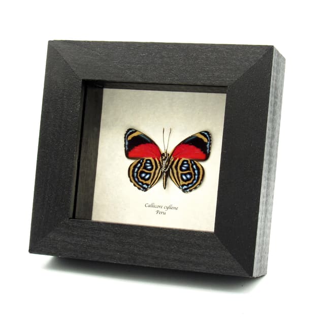 Real red Godart's Numberwing butterfly framed taxidermy - Callicore cyllene