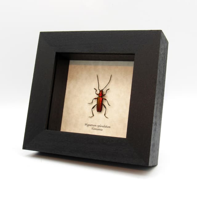 Real metallic red Longhorn beetle framed taxidermy - Hypatium splendidum