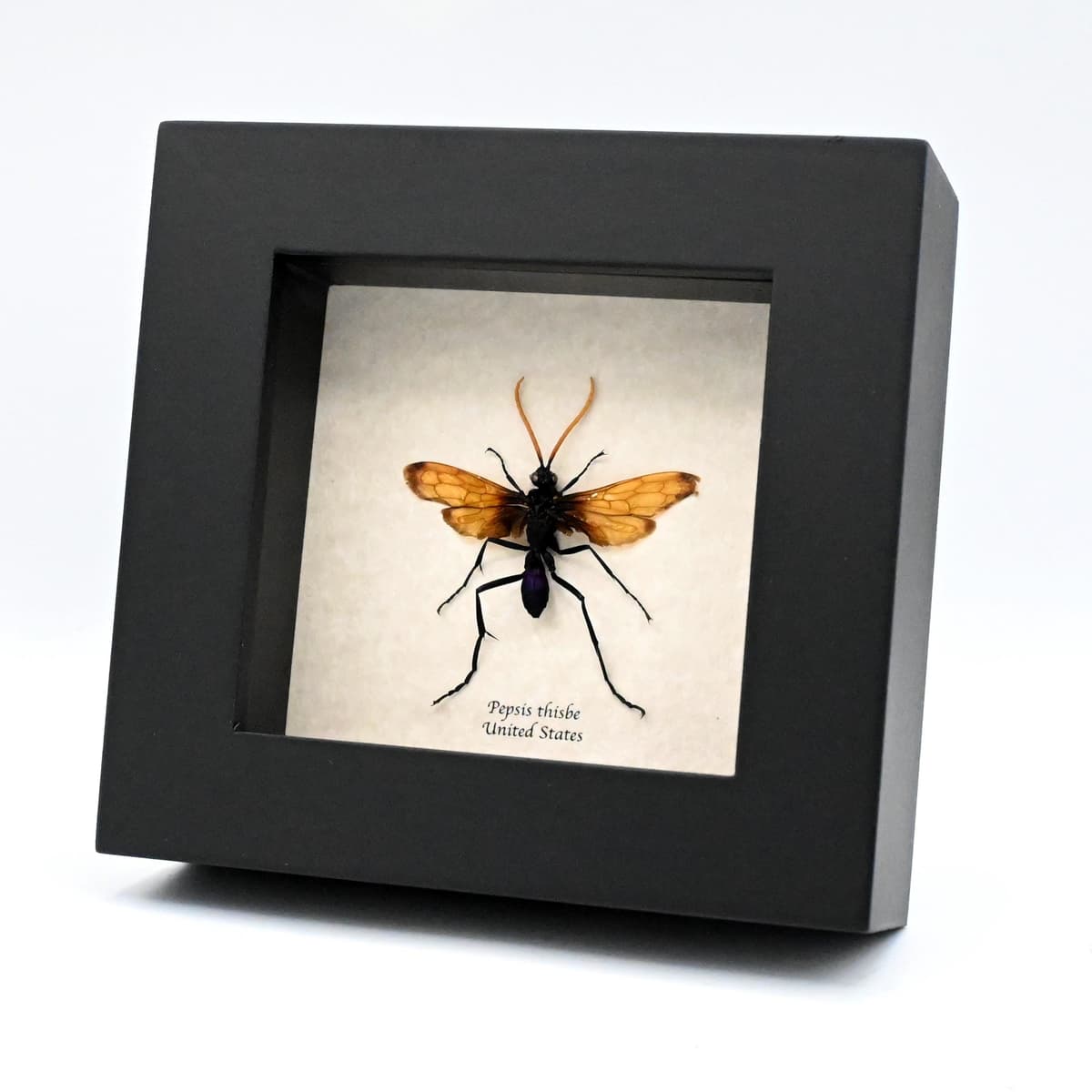 Real Tarantula Hawk Wasp framed taxidermy - Pepsis thisbe