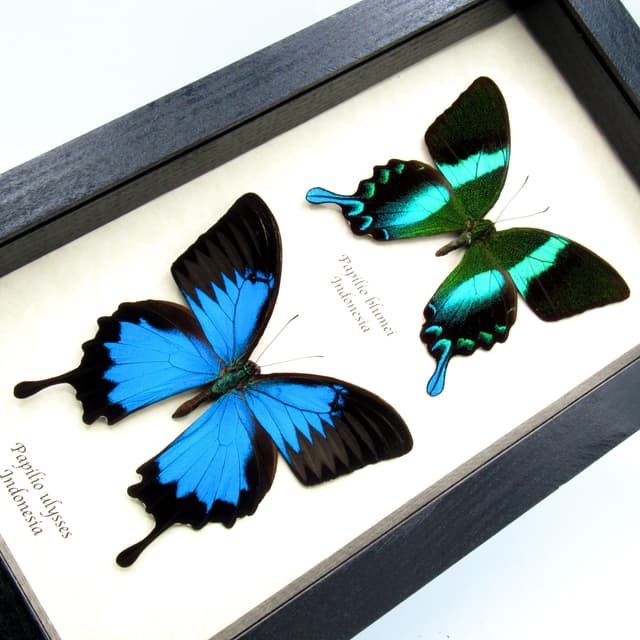 Real iridescent blue butterflies framed - Papilio ulysses + Papilio blumei