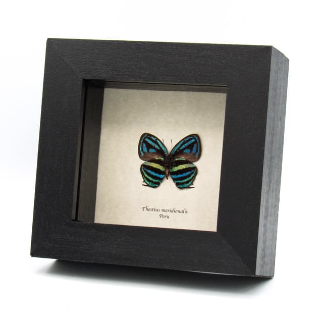 Rare blue hairstreak butterfly framed taxidermy - Thestius meridionalis