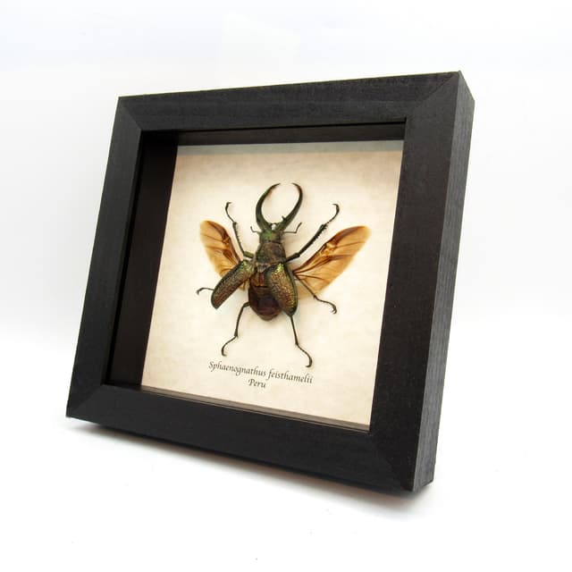 Big hairy Stag beetle framed taxidermy - Sphaenognathus feisthamelii