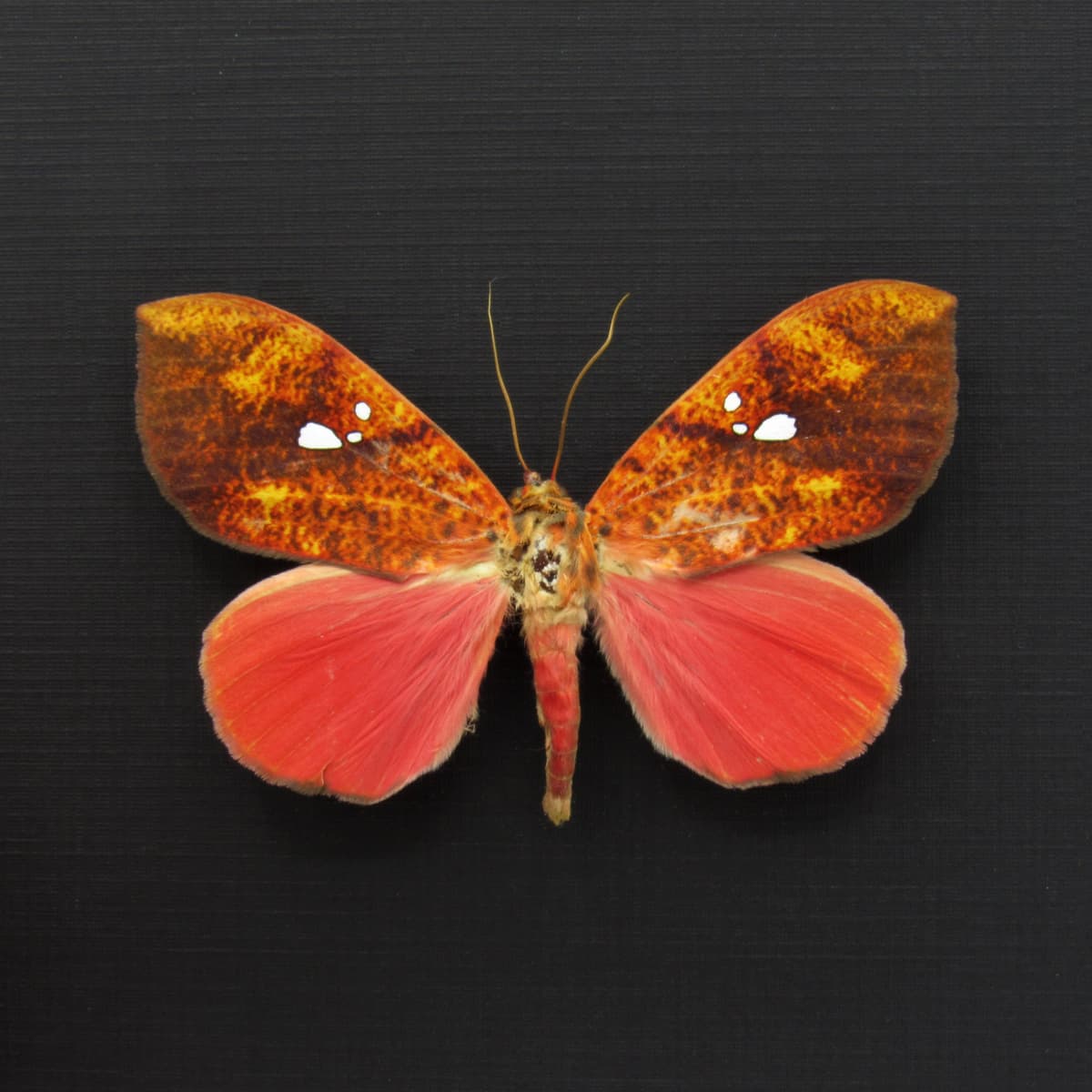 Rare hot pink fruit sucking moth framed taxidermy - Miniodes discolor