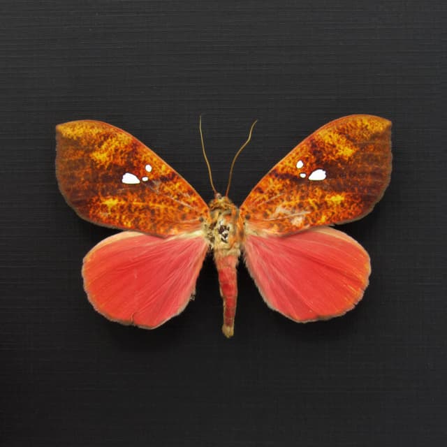 Rare hot pink fruit sucking moth framed taxidermy - Miniodes discolor