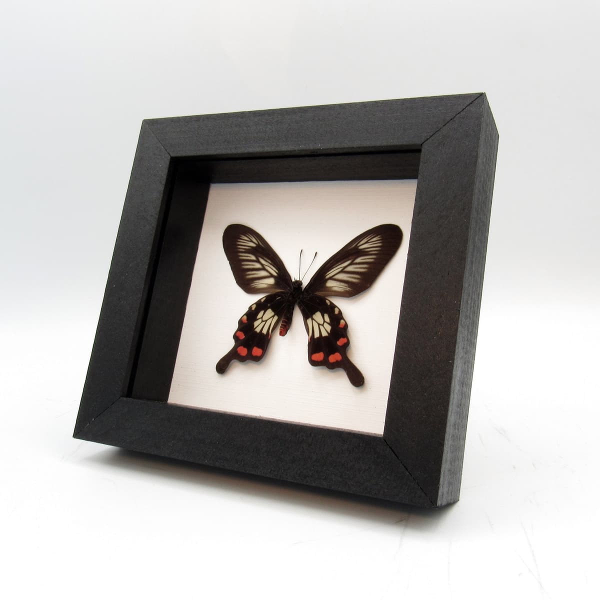 Real red Swallowtail butterfly framed taxidermy - Pachliopta polyphontes