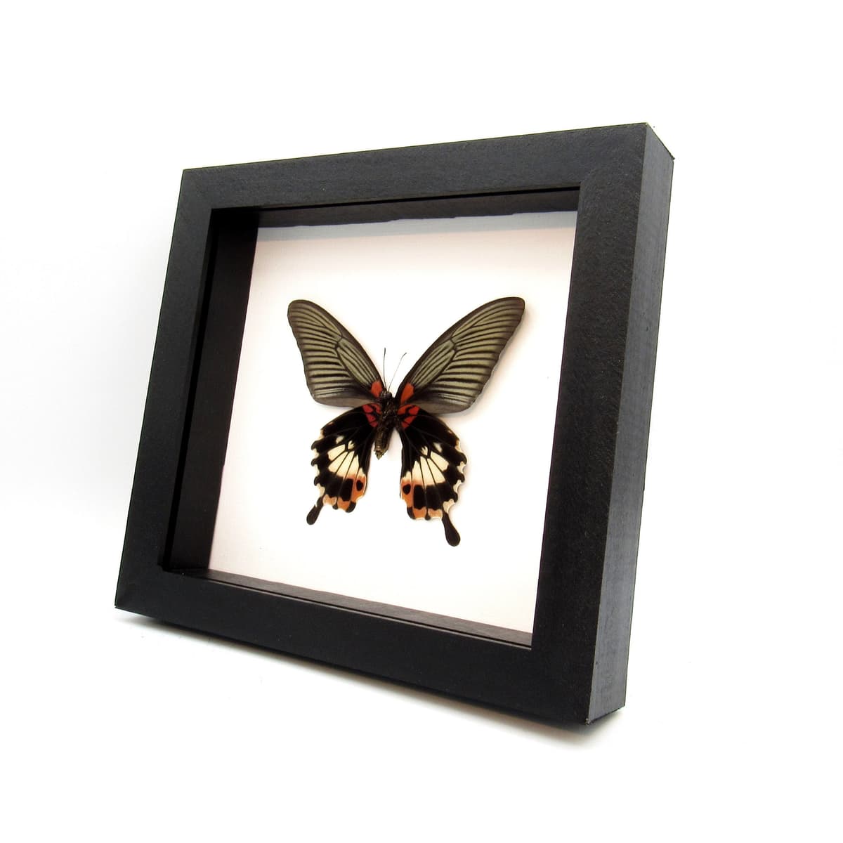 Real Great Mormon butterfly framed taxidermy - Papilio memnon agenor - female