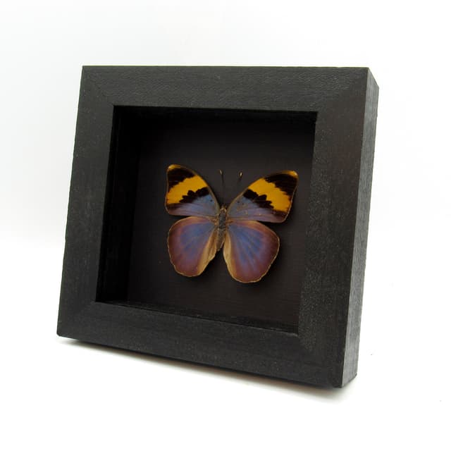 Real blue Forester butterfly framed taxidermy - Euphaedra neophron - female