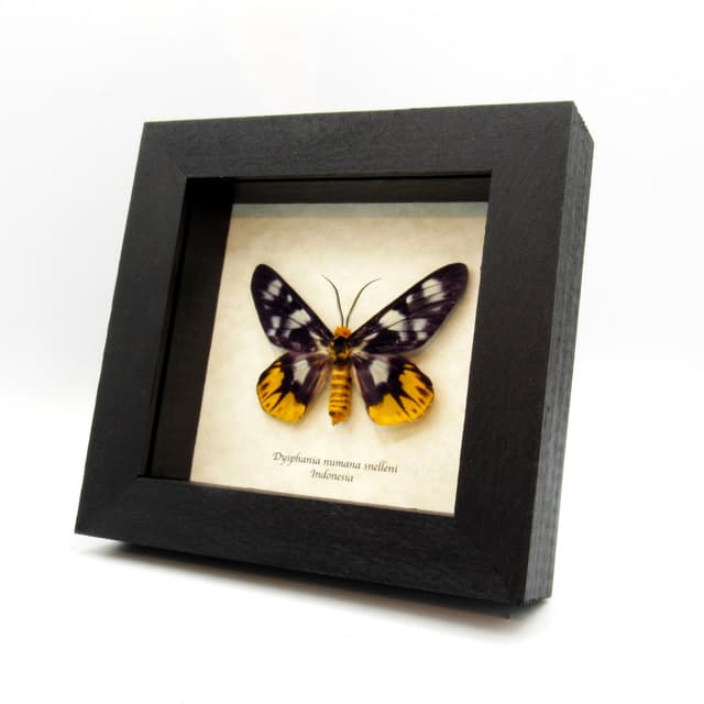 Real yellow False Tiger moth framed taxidermy - Dysphania numana snelleni