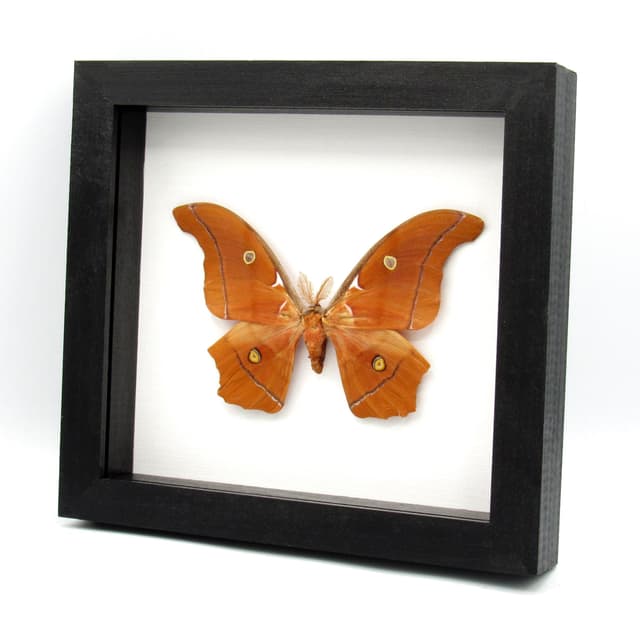 Very rare Giant Godman's Silkmoth framed taxidermy - Antheraea godmani