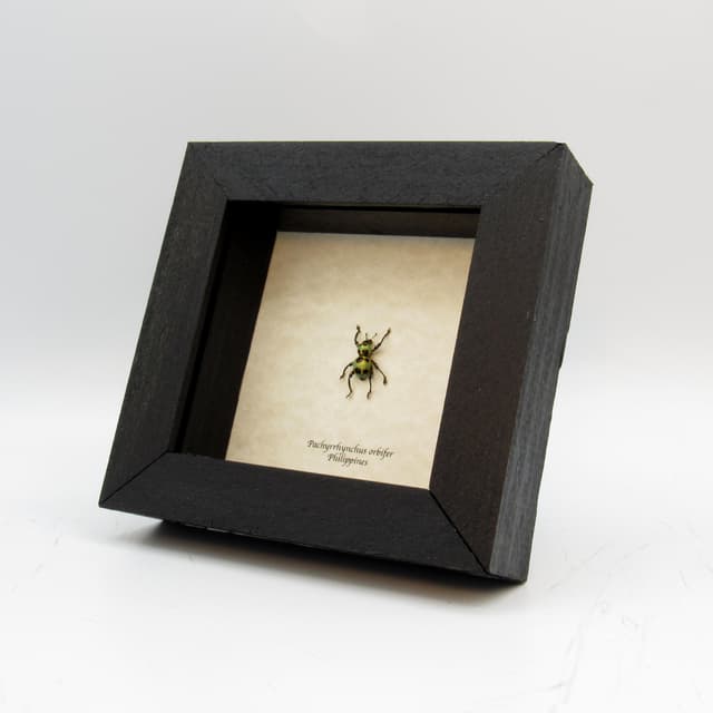 WEEVIL MANIA!  Real beetle framed taxidermy - Pachyrhynchus orbifer