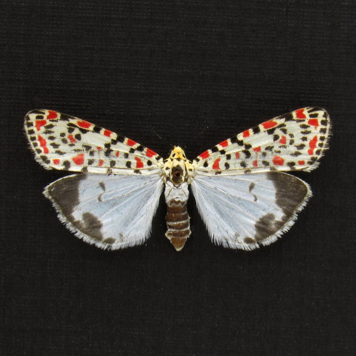 Real Crimson-speckled Flunkey moth framed taxidermy - Utetheisa pulchella