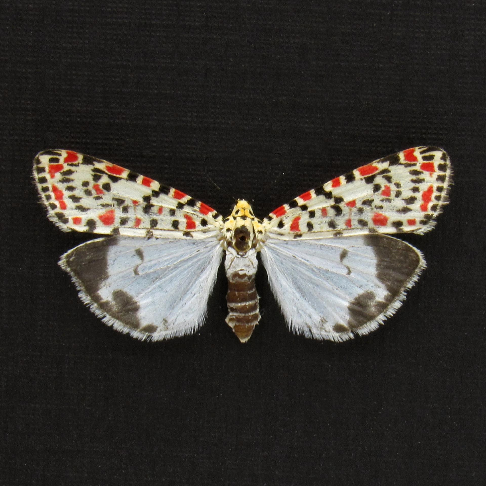 Real Crimson-speckled Flunkey moth framed taxidermy - Utetheisa pulchella