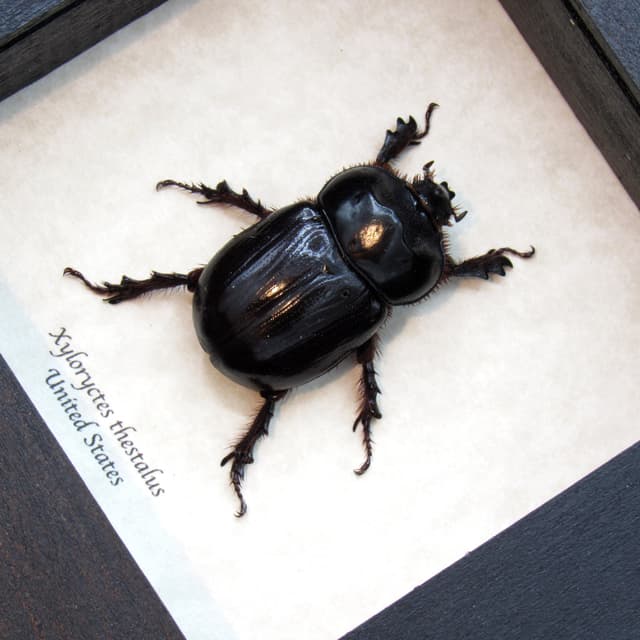 Real Western Rhinoceros Scarab beetle framed taxidermy - Xyloryctes thestalus