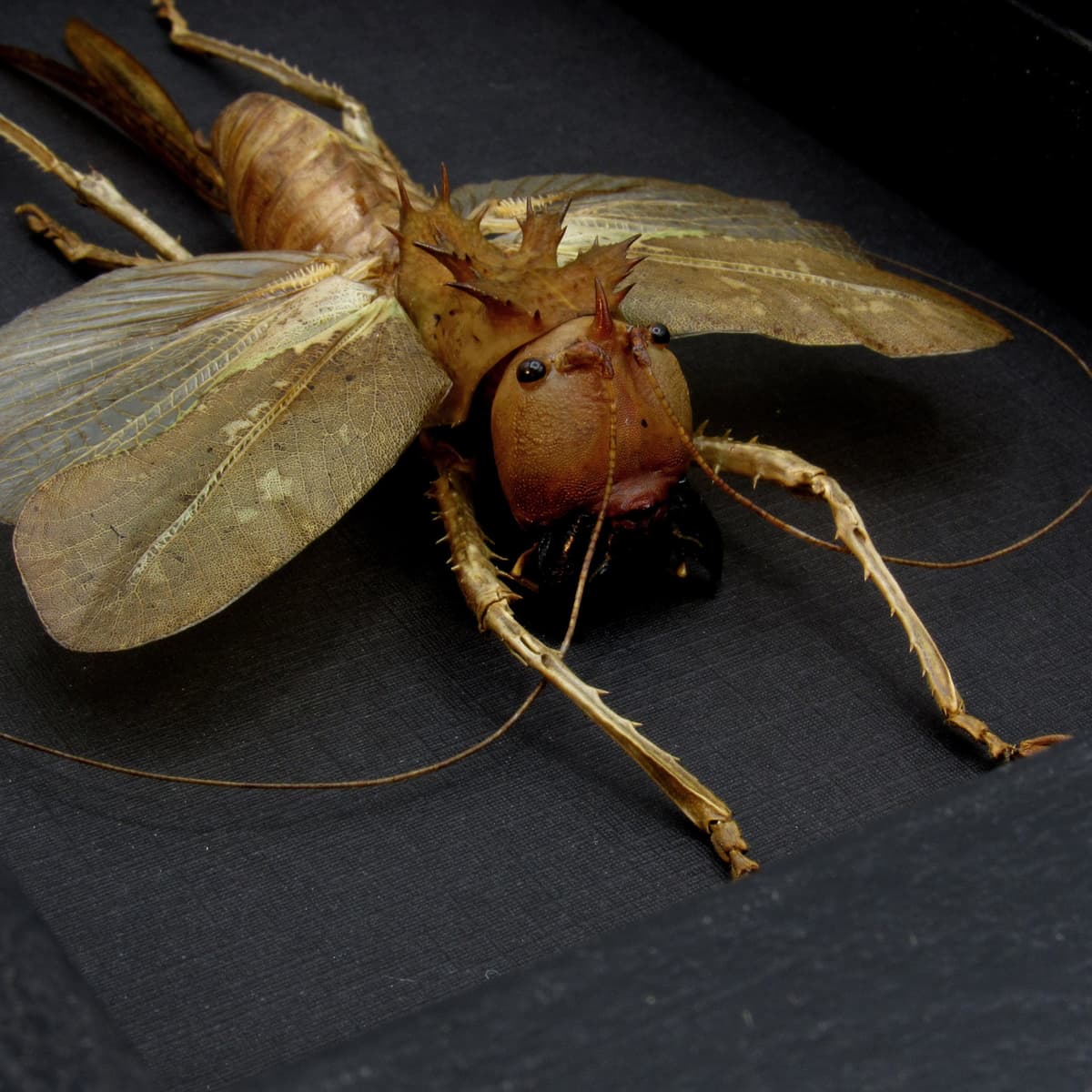 Giant Dragon Headed Katydid framed taxidermy - Lesina ensifera - large female