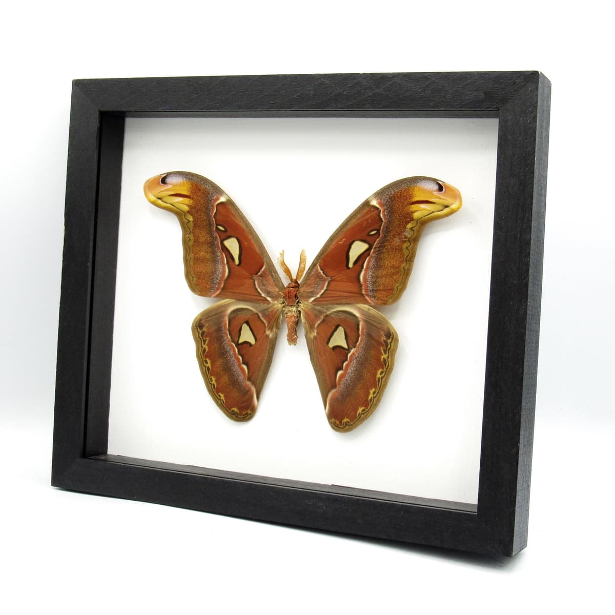 Real Giant Atlas moth framed taxidermy - Attacus atlas - 7.4 inch wingspan