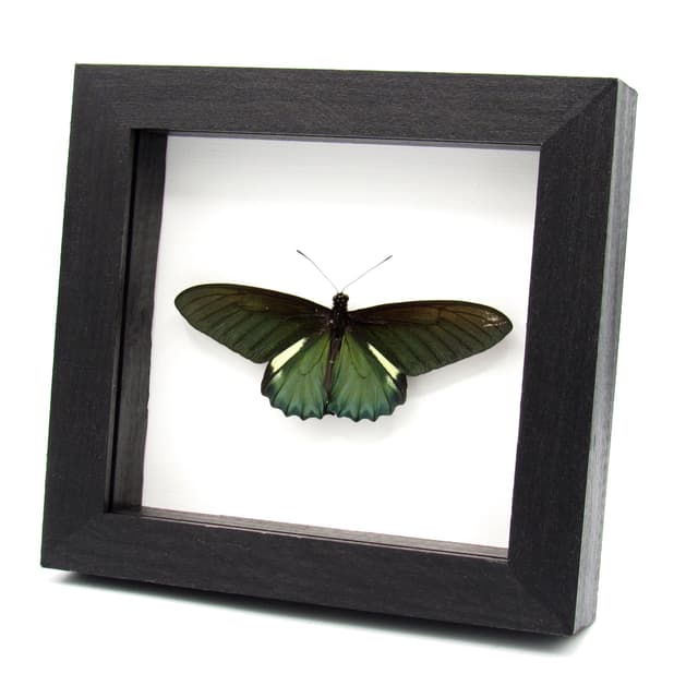 Large iridescent green butterfly framed taxidermy - Battus belus - Victorian mount