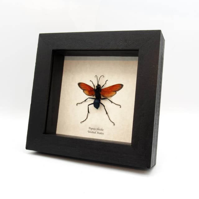 Real large Tarantula Hawk Wasp framed taxidermy - Pepsis thisbe
