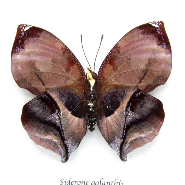 Real Autumn leaf mimicking butterfly taxidermy - Siderone galanthis