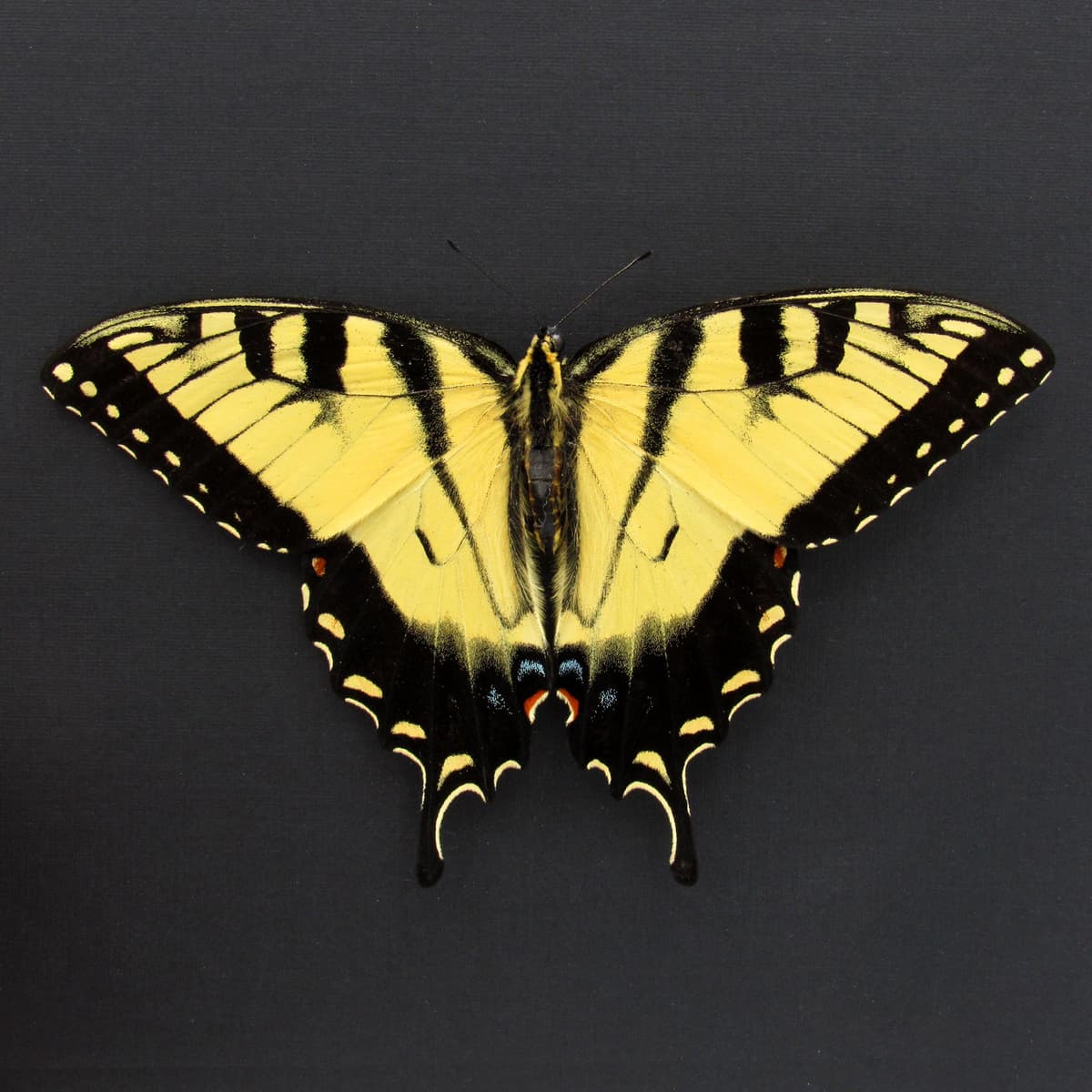 Real Tiger Swallowtail framed taxidermy - Papilio glaucus - Victorian mount - large female