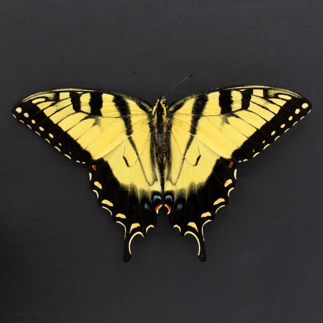Real Tiger Swallowtail framed taxidermy - Papilio glaucus - Victorian mount - large female
