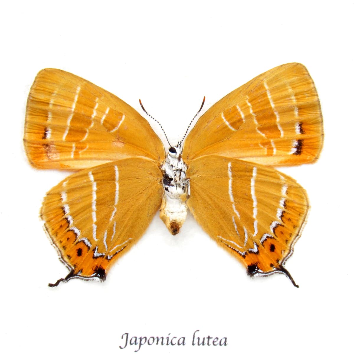 Rare Orange Hairstreak butterfly framed taxidermy - Japonica lutea