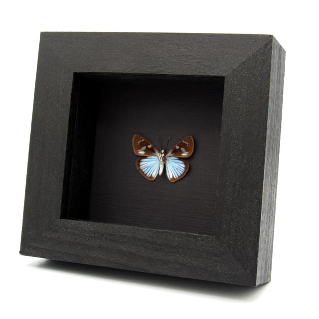 Real small blue Skipper butterfly framed taxidermy - Pythonides jovianus