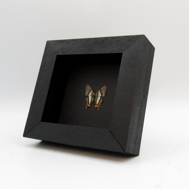 Very tiny Metalmark butterfly framed taxidermy - Siseme neurodes