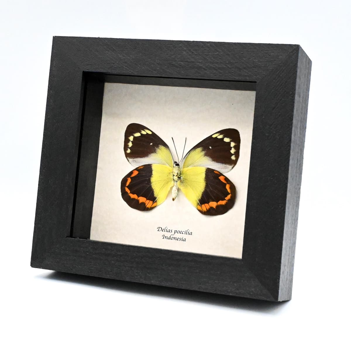 Real large yellow Delias butterfly framed taxidermy - Delias poecilia - large female