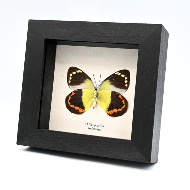 Real large yellow Delias butterfly framed taxidermy - Delias poecilia - large female