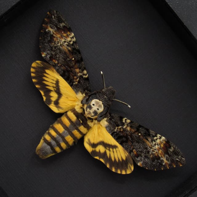 Real XL Death's-head Hawkmoth framed taxidermy moth - Acherontia atropos - female