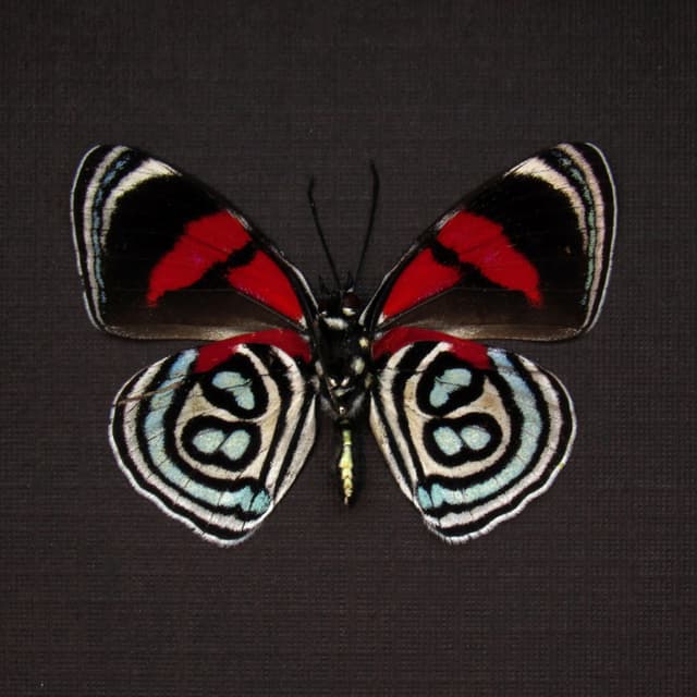 Real Kolyma 88 butterfly framed taxidermy - Callicore kolyma