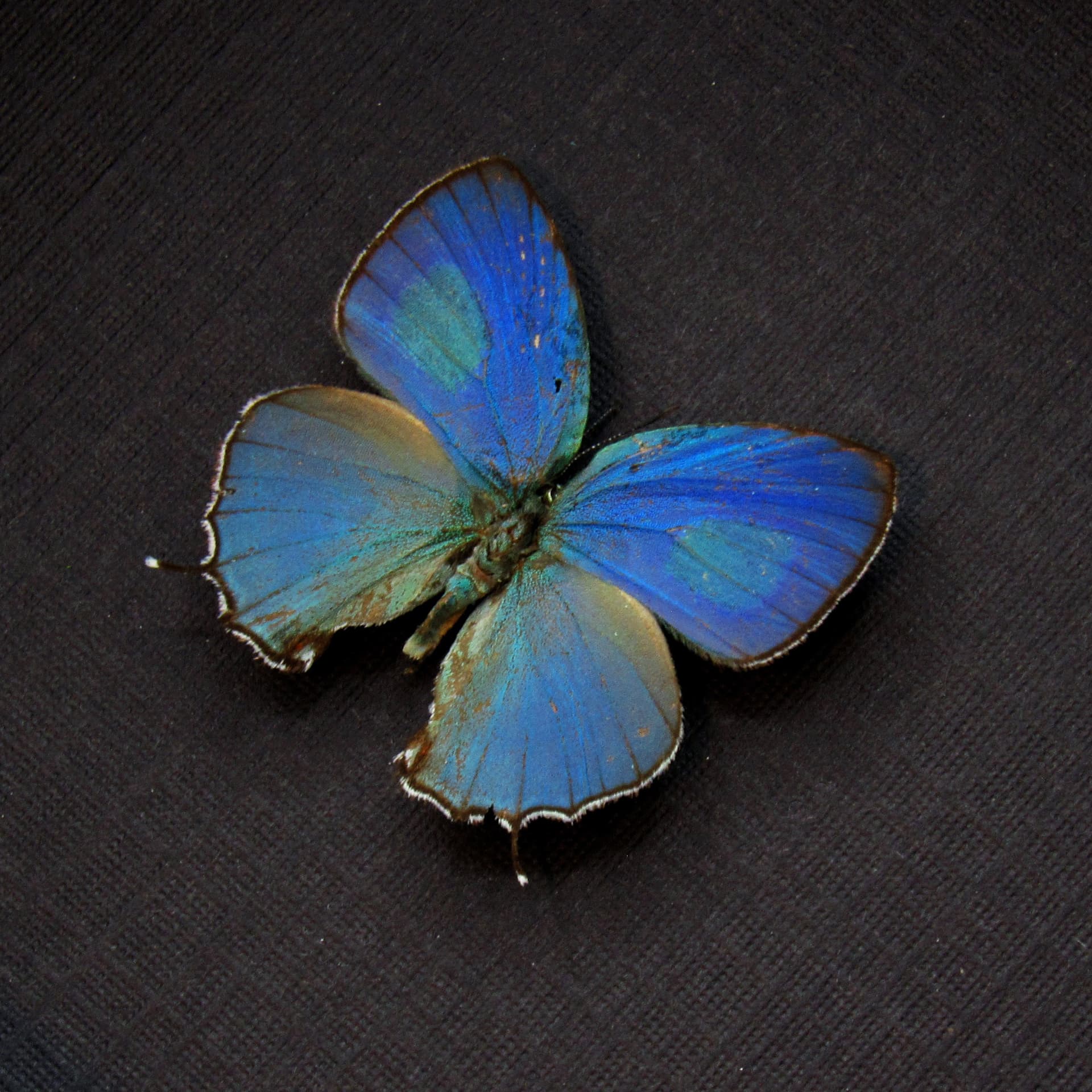 Tiny real blue Hairstreak butterfly framed taxidermy - Evenus sumptuosa