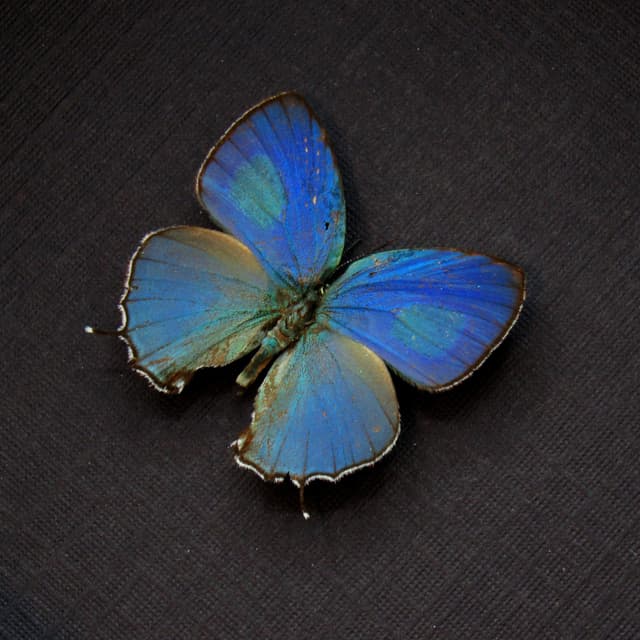 Tiny real blue Hairstreak butterfly framed taxidermy - Evenus sumptuosa