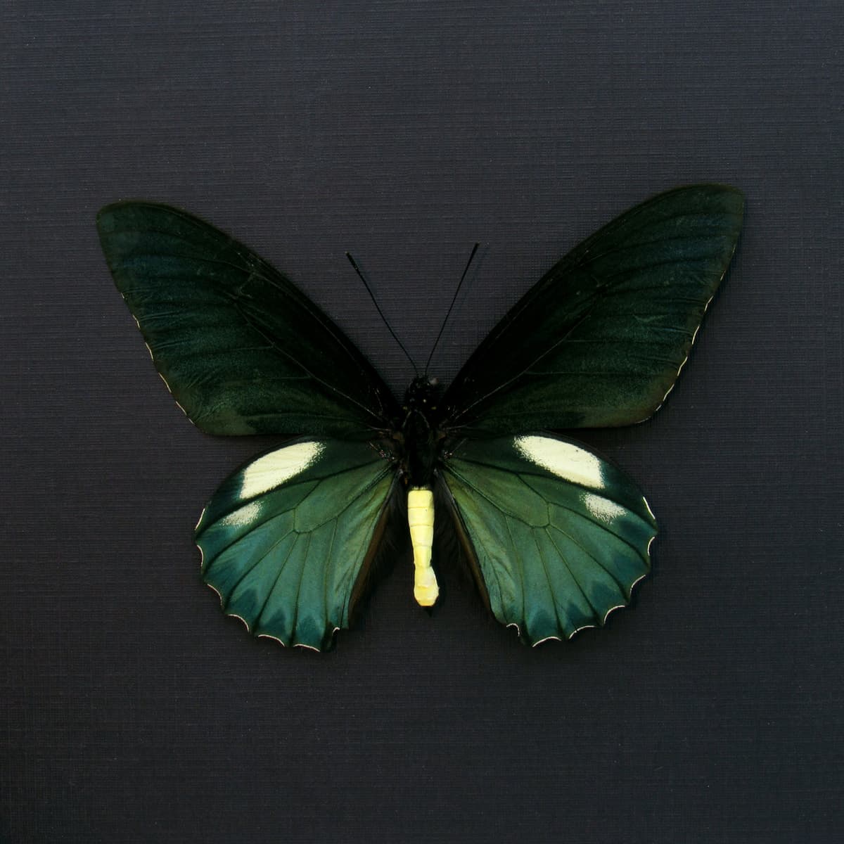 Real iridescent green Belus Swallowtail butterfly framed taxidermy - Battus belus