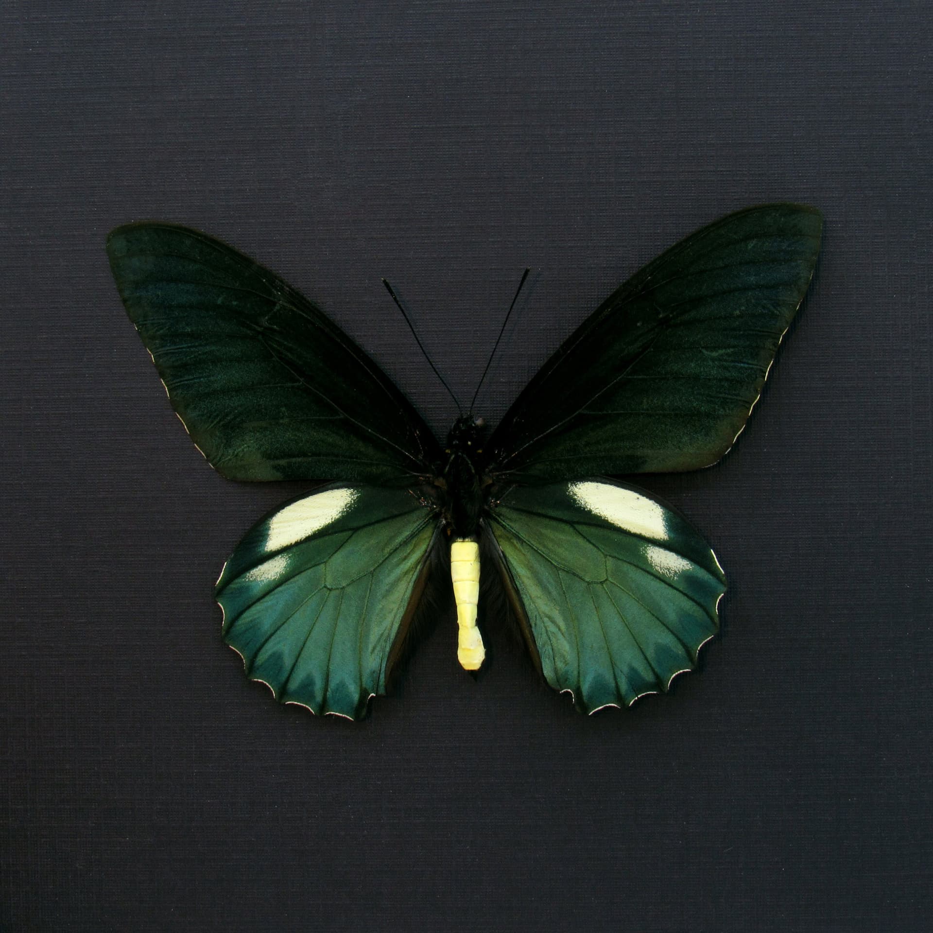Real iridescent green Belus Swallowtail butterfly framed taxidermy - Battus belus