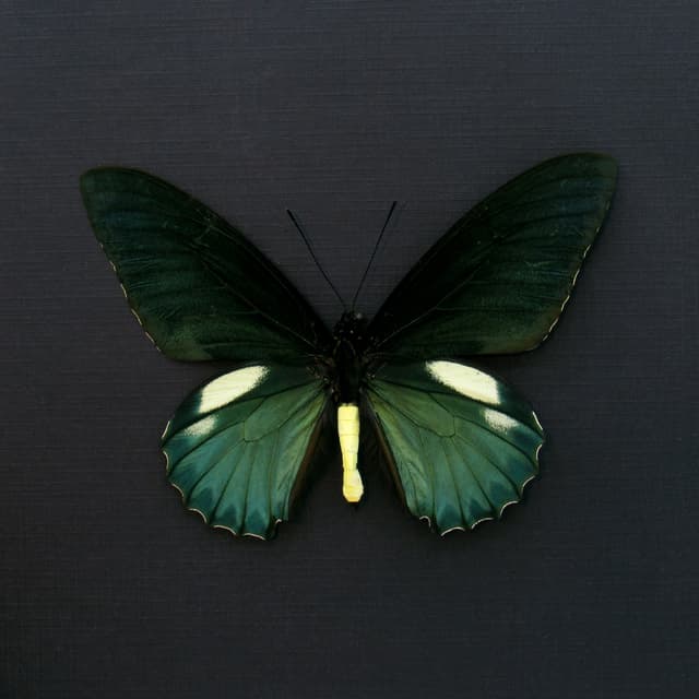 Real iridescent green Belus Swallowtail butterfly framed taxidermy - Battus belus