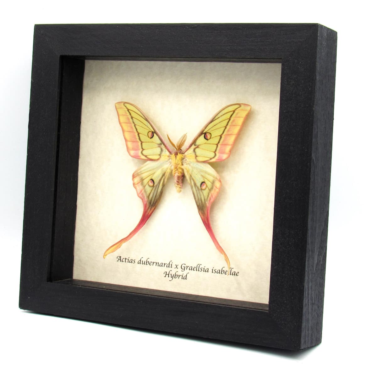 Very rare hybrid Moon Moth framed taxidermy - Actias dubernardi x Graellsia isabellae