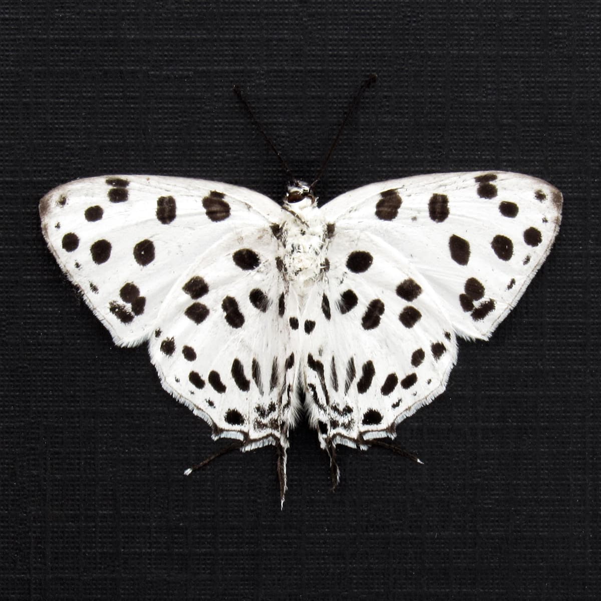 Rare Polka Dot Spotted Royal butterfly framed taxidermy - Tajuria maculata - Victorian mount