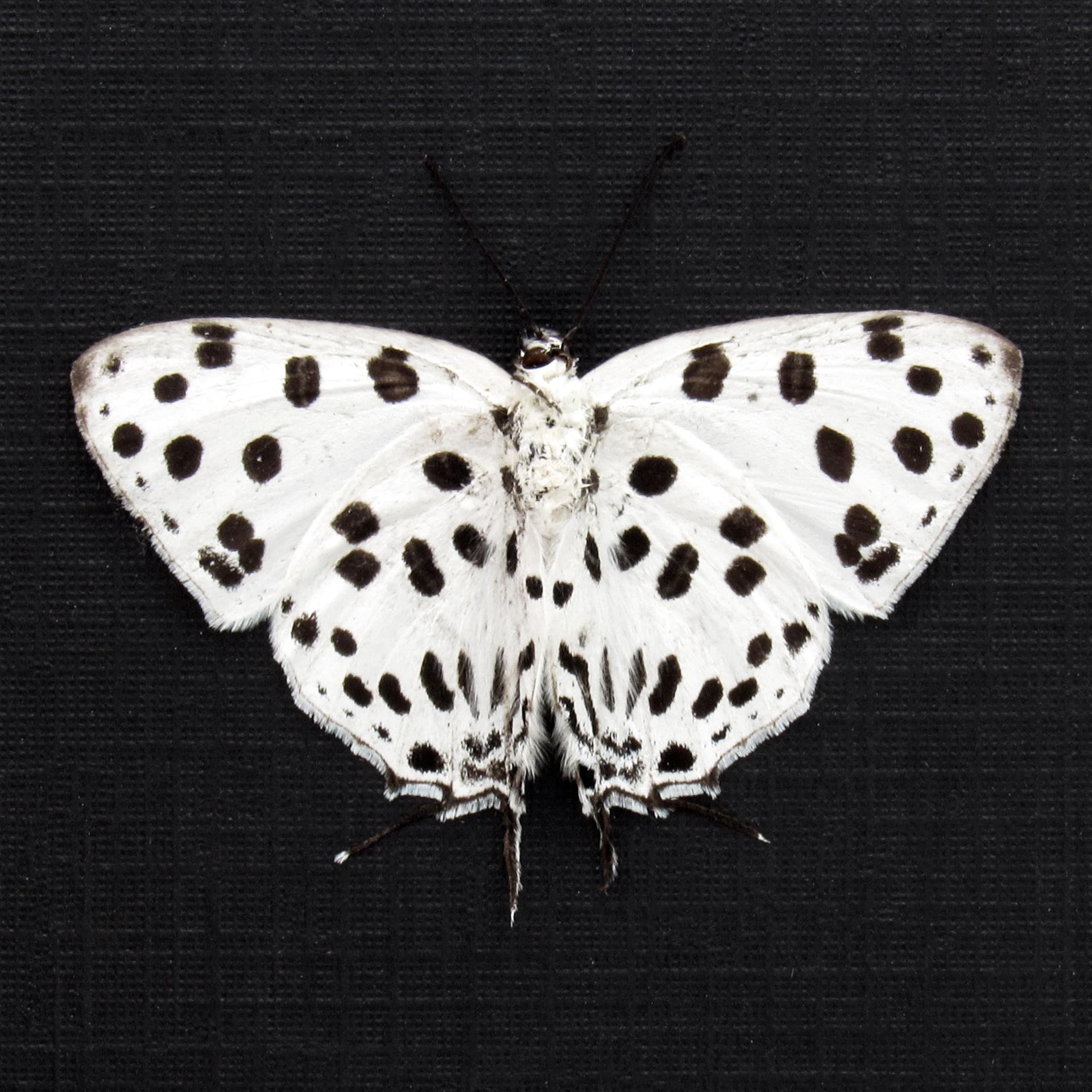 Rare Polka Dot Spotted Royal butterfly framed taxidermy - Tajuria maculata - Victorian mount