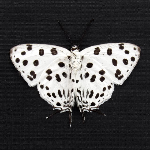 Rare Polka Dot Spotted Royal butterfly framed taxidermy - Tajuria maculata - Victorian mount