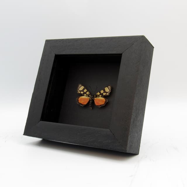 Rare orange Day Flying moth framed taxidermy - Pseudopais nigrobasalis