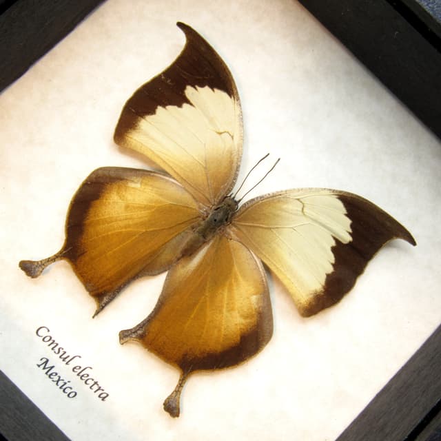 Rare butterfly framed taxidermy - Consul electra