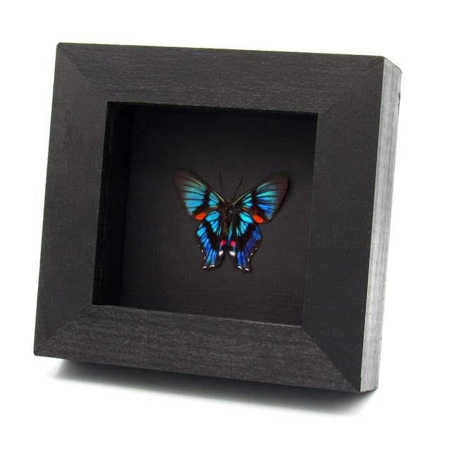 Rare Metalmark butterfly framed taxidermy - Ancyluris inca - Victorian mount