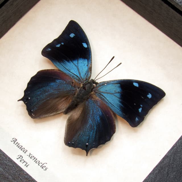 Real blue butterfly framed taxidermy - Anaea xenocles