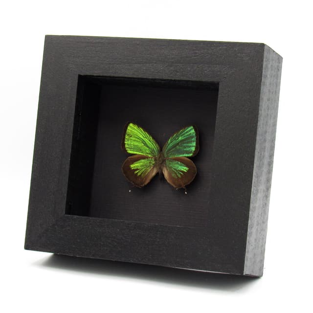Rare iridescent green Lycaenid butterfly framed taxidermy - Arhopala eumolphus