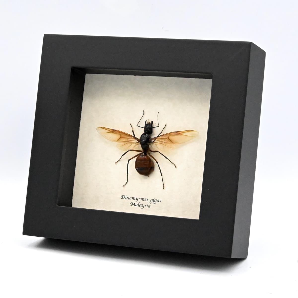 Real Giant Forest Ant framed taxidermy - Dinomyrmex gigas - winged female