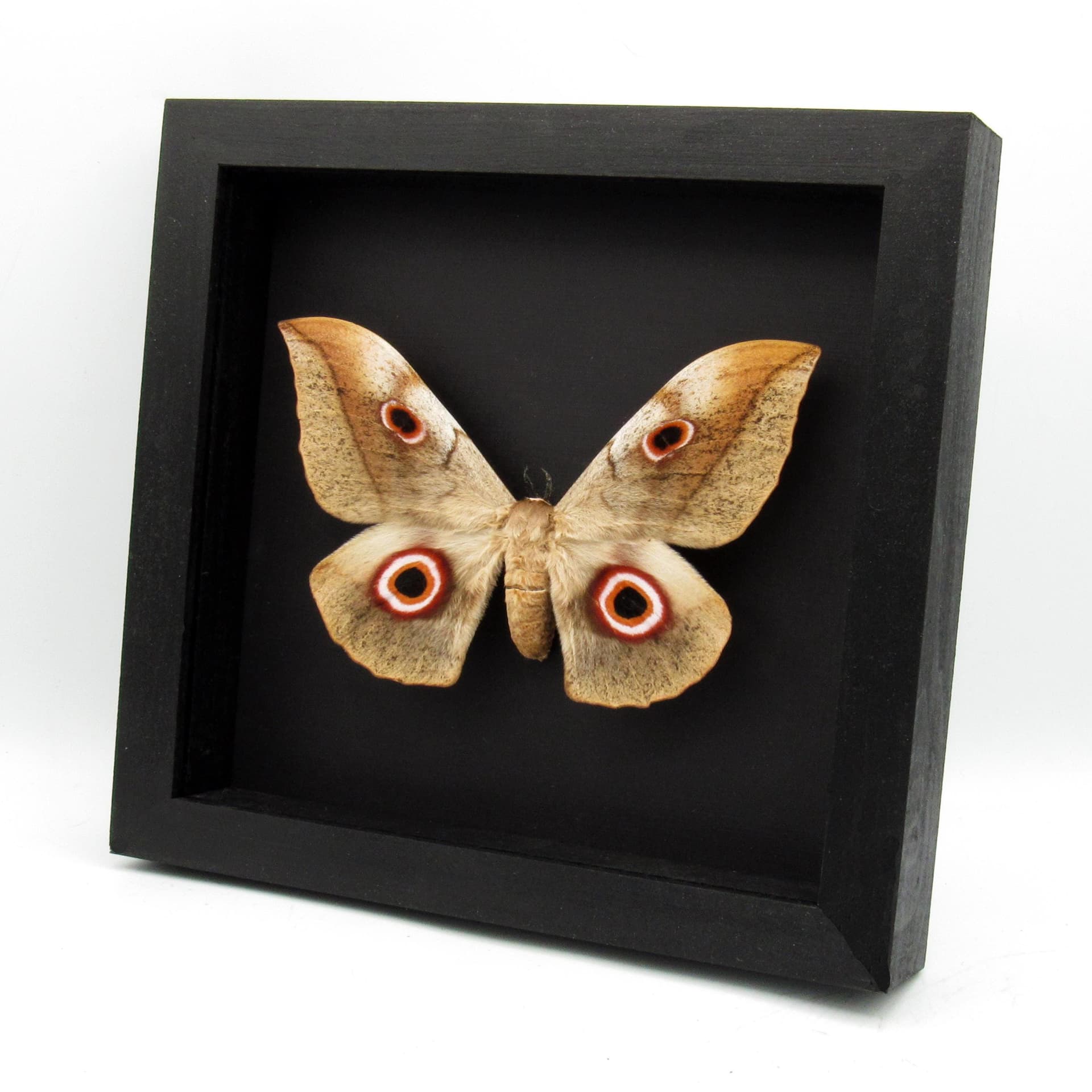 Rare XXL Saturn moth framed taxidermy - Lobobunaea christyi molleti - Massive 6.5 inch wingspan